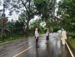 Pohon Jati Tumbang, Jalur Sumedang–Cirebon Sempat Macet Panjang.