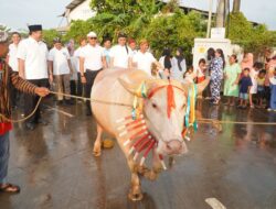 Kerbau Bule Diarak 1 Kilometer, Jadi Magnet Baru Lomban Syawalan Jepara 2026