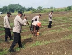 Keroyok Bareng Rame-Rame”: Rahasia Polda Jabar Tanam Ribuan Hektar Jagung Menuju Swasembada Pangan