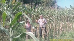 Bhabinkamtibmas Desa Kamal Monitoring Panen Jagung dalam Mendukung Swasembada Pangan
