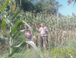 Bhabinkamtibmas Desa Kamal Monitoring Panen Jagung dalam Mendukung Swasembada Pangan