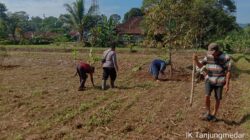 Kapolsek Tanjungmedar Bersama Warga Laksanakan Penanaman Jagung di Desa Sukamukti