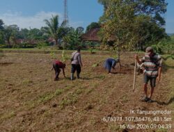 Kapolsek Tanjungmedar Bersama Warga Laksanakan Penanaman Jagung di Desa Sukamukti