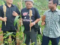 JAGATARA Tinjau Petani Sorgum di Bogor, Dorong Ketahanan Pangan dan Pengembangan Pangan Alternatif