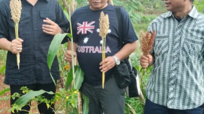 JAGATARA Tinjau Petani Sorgum di Bogor, Dorong Ketahanan Pangan dan Pengembangan Pangan Alternatif