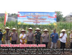 Panen Raya Jagung Serentak di Buleleng Dipimpin Wakapolda Bali, Polisi Tegaskan Petani Tetap Jadi Pelaku Utama