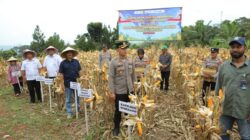 Polres Sumedang Intensifkan Pemeliharaan Tanaman Jagung untuk Dukung Ketahanan Pangan Nasional