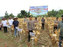 Polres Sumedang Intensifkan Pemeliharaan Tanaman Jagung untuk Dukung Ketahanan Pangan Nasional