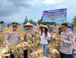 Satlantas Polres Sumedang Dukung Swasembada Pangan Melalui Kegiatan Panen Jagung Bersama Kelompok Tani
