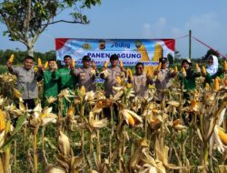 Polsek Tanjungsari polres Sumedang Dukung Ketahanan Pangan Nasional Melalui Panen Jagung Hibrida  