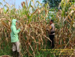 Bhabinkamtibmas Desa Sukamukti Monitoring Kegiatan Panen Jagung