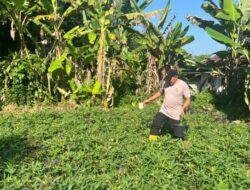 Polres Sumedang Laksanakan Pemeliharaaan Ubi Cilembu Untuk Mendukung Program Ketahanan Pangan 