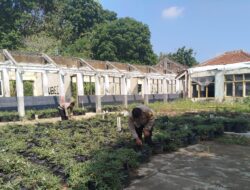 Satlantas Polres Sumedang Dukung Ketahanan Pangan Melalui Pemeliharaan Budidaya Ubi Cilembu 