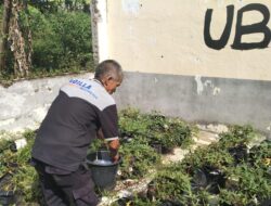 Satresnarkoba Polres Sumedang Dukung Ketahanan Pangan Melalui Pemeliharaan Budidaya Ubi Cilembu