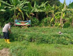 Kabag SDM Polres Sumedang Pimpin Kegiatan Pemeliharaan Ubi Cilembu Untuk Dukung Ketahanan Pangan di Kecamatan Buahdua