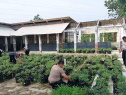 Satreskrim Polres Sumedang Dukung Ketahanan Pangan Melalui Pemeliharaan dan Monitoring Tanaman Ubi Cilembu