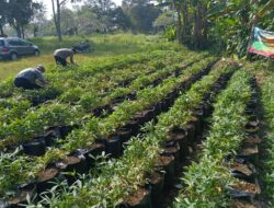 Satres Narkoba Polres Sumedang Dukung Ketahanan Pangan Melalui Pemeliharaan Budidaya Ubi Cilembu 