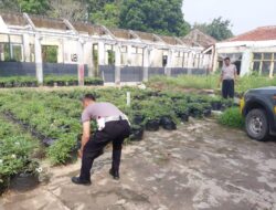 Kapolres Sumedang Tegaskan Komitmen Dukung Ketahanan Pangan Melalui Program Budidaya Ubi Cilembu