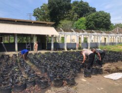 Satresnarkoba Polres Sumedang Dukung Ketahanan Pangan Melalui Program Penanaman Ubi Cilembu Dalam Polybag