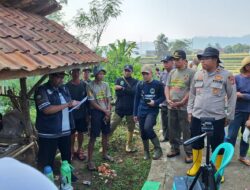 Semarak Hari Bhayangkara Ke -80 Polsek Ganeas dan 60 Petani Bersatu Basmi Hama Tikus di Blok Pereng