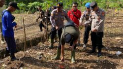 Ubah Lahan Tidur Jadi Produktif, Polsek Pataruman Tanam Jagung 1,2 Hektare untuk Dukung Swasembada Pangan