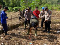 Ubah Lahan Tidur Jadi Produktif, Polsek Pataruman Tanam Jagung 1,2 Hektare untuk Dukung Swasembada Pangan
