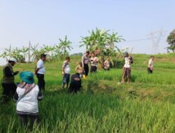 Sat Narkoba Polres Sumedang Dukung Ketahanan Pangan Melalui Lomba Pembasmian Hama Tikus di Kecamatan Paseh