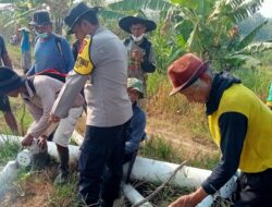Dukung Ketahan Pangan ,Polsek Tomo dan Petani Ciplak Basmi Hama Tikus di Blok Cadas nyondol 