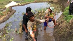 Polres Sumedang Dukung Ketahanan Pangan Melalui Lomba Pembasmian Hama Tikus di Cimalaka 