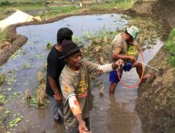 Polres Sumedang Dukung Ketahanan Pangan Melalui Lomba Pembasmian Hama Tikus di Cimalaka 