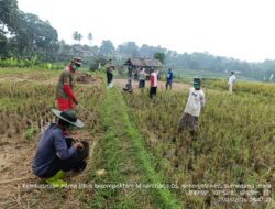 Hut Bhayangkara Ke-80 Polsek Sumedang Utara Gandeng Kelompok Tani Minaraharja Gelar Lomba Basmi Hama Tikus di Kebonjati  