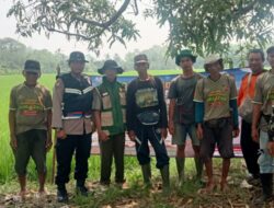Hut Bhayangkara Ke-80 Polsek Tomo dan  Kelompok Tani Rangkasjaya Cipeles Tomo Basmi 21 Ekor Hama Tikus di Lahan 7 HA 