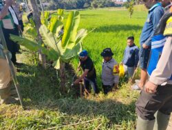Jajaran Polsek Tanjungsari Berpartisipasi dalam Lomba Pembasmian Hama Tikus Piala Kapolres Sumedang Peringati Hari Bhayangkara ke-80