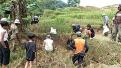 Hut Bhayangkarra Ke – 80 Posek Sumedang Utara Bersama Kelompok Tani Legok Sirnamulya Geber Pembasmian Hama Tikus di Blok Sawah Cibaros