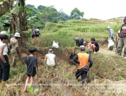 Hut Bhayangkarra Ke – 80 Posek Sumedang Utara Bersama Kelompok Tani Legok Sirnamulya Geber Pembasmian Hama Tikus di Blok Sawah Cibaros