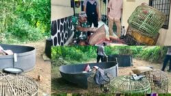Kabur Terbirit birit pelaku Sambung Ayam di Cibatu Tinggalin Ayam dan Motor