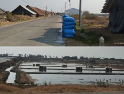 Panen Garam Mulai Berlangsung di Bulak Baru dan Panggung Kedung Jepara